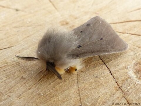 Muslin Moth