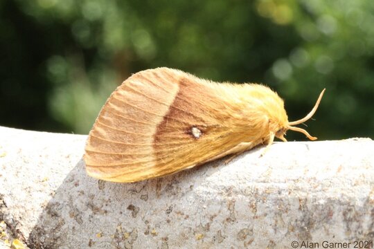 Oak Eggar