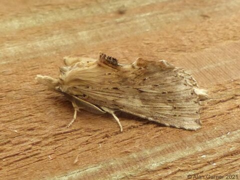 Pale Prominent