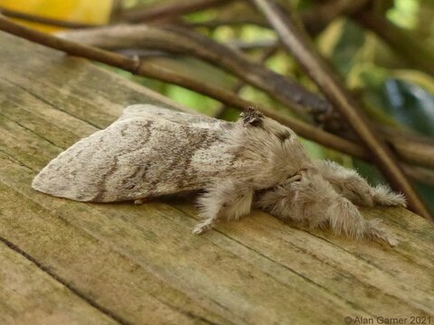 Pale Tussock