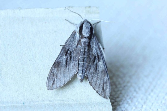 Pine Hawkmoth