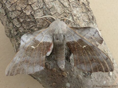 Poplar Hawk-moth