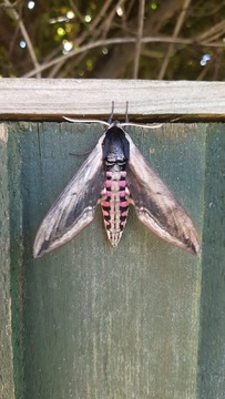 Privet Hawkmoth