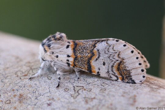 Sallow Kitten