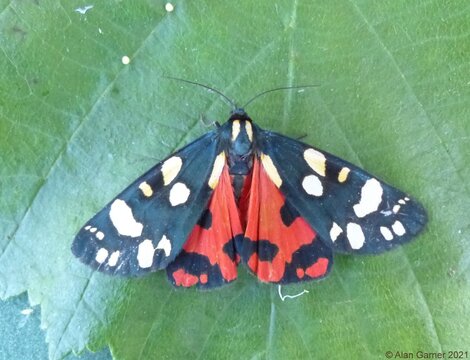 Scarlet Tiger