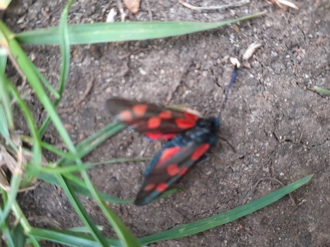 Six-spot Burnet