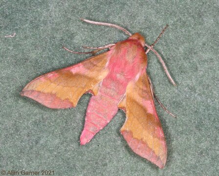 Small Elephant Hawk-moth