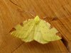 BrimstoneMoth=0094.jpg