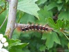 BrowntailMoth=0096.jpg