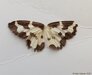 CloudedBorderMoth=0101.jpg