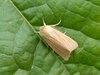 CommonWainscot=0102.jpg