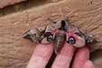 EyedHawkmoth=0105.jpg