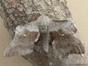 PoplarHawk-moth=0122.jpg