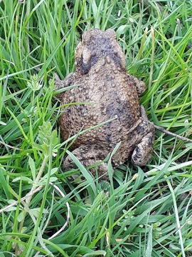 Common Toad