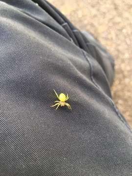 Cucumber Green Orb Spider