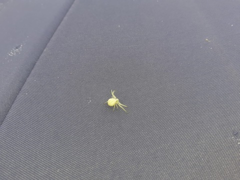 Goldenrod Crab Spider