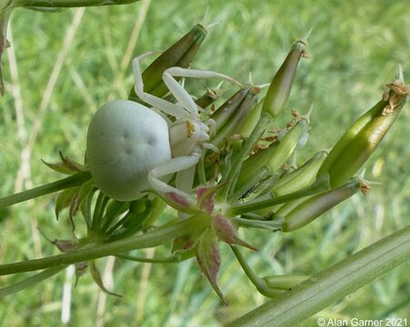 Misumena Vatia