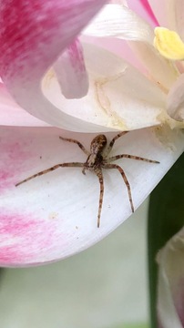 Philodromus Aureolus