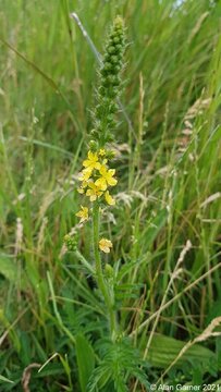 Agrimony