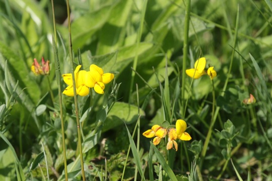 Birdsfoot Trefoil