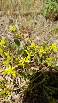 Biting Stonecrop