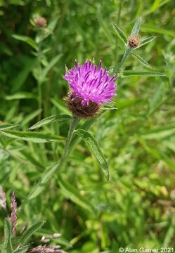 Black Knapweed