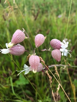 Bladder Campion