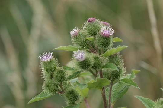 Burdock