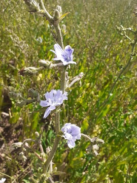 Chicory