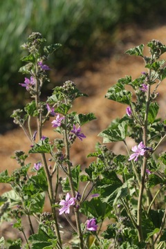 Common Mallow