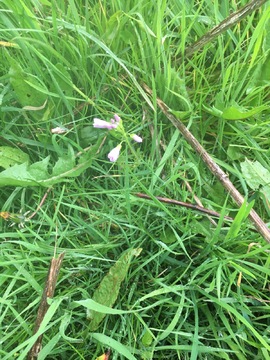 Cuckoo Flower