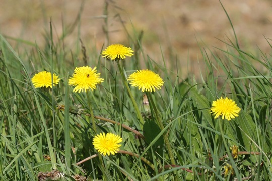 Dandelion