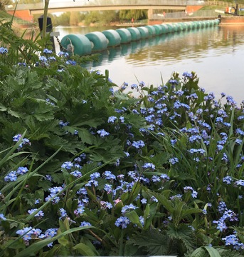 Field Forget-me-not