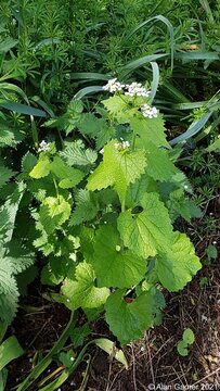 Garlic Mustard