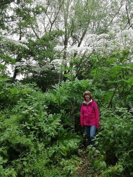 Giant Hogweed