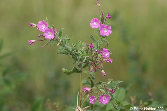 Great Willowherb