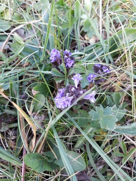 Ground Ivy