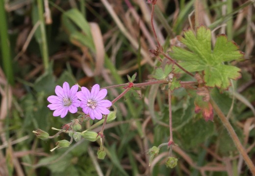 Hedgerow Cranesbill