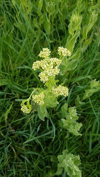 Hoary Cress