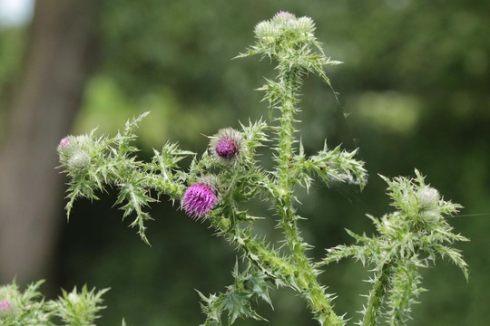 Marsh Thistle