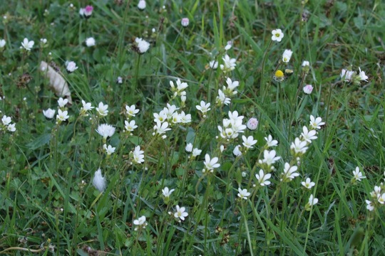 Meadow Saxifrage