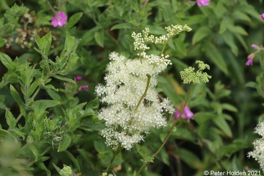 Meadowsweet