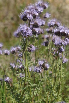 Phacelia Tanacetifolia