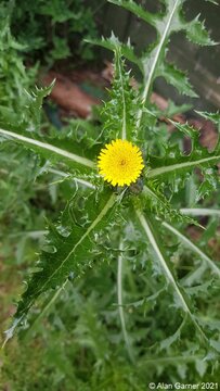 Prickly Sow-thistle