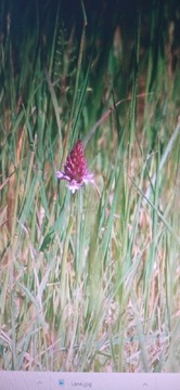 Pyramidal Orchid