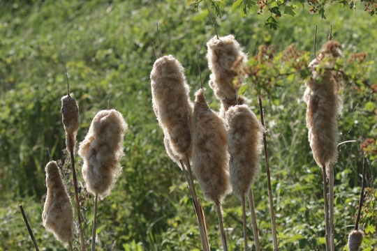 Reedmace