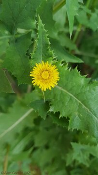 Smooth Sow-thistle