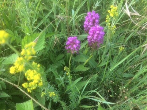 Southern Marsh Orchid