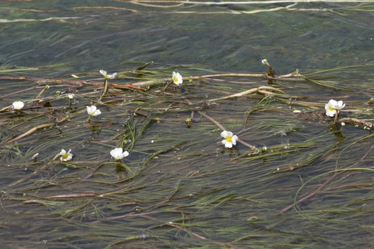 Water Crowfoot