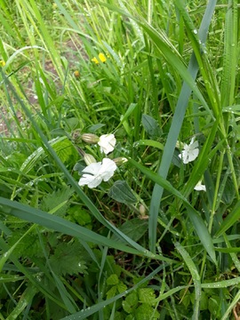 White Campion